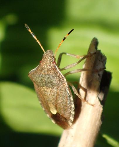 Réf. 192 527 : Peribalus strictus vernalis